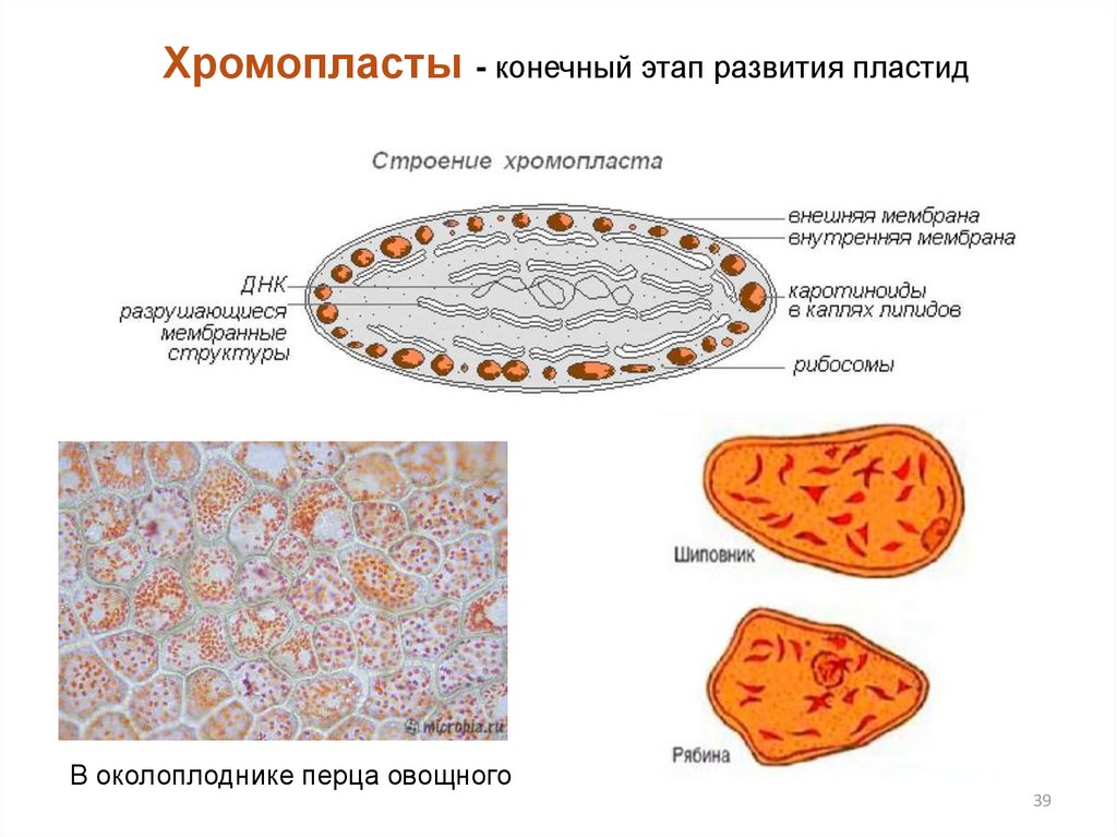 Клетка мякоти рябины. Хромопласты растительной клетки. Хромопласты в клетках перца. Строение хромопласта томата. Хромопласты в клетках плодов в микроскопе.