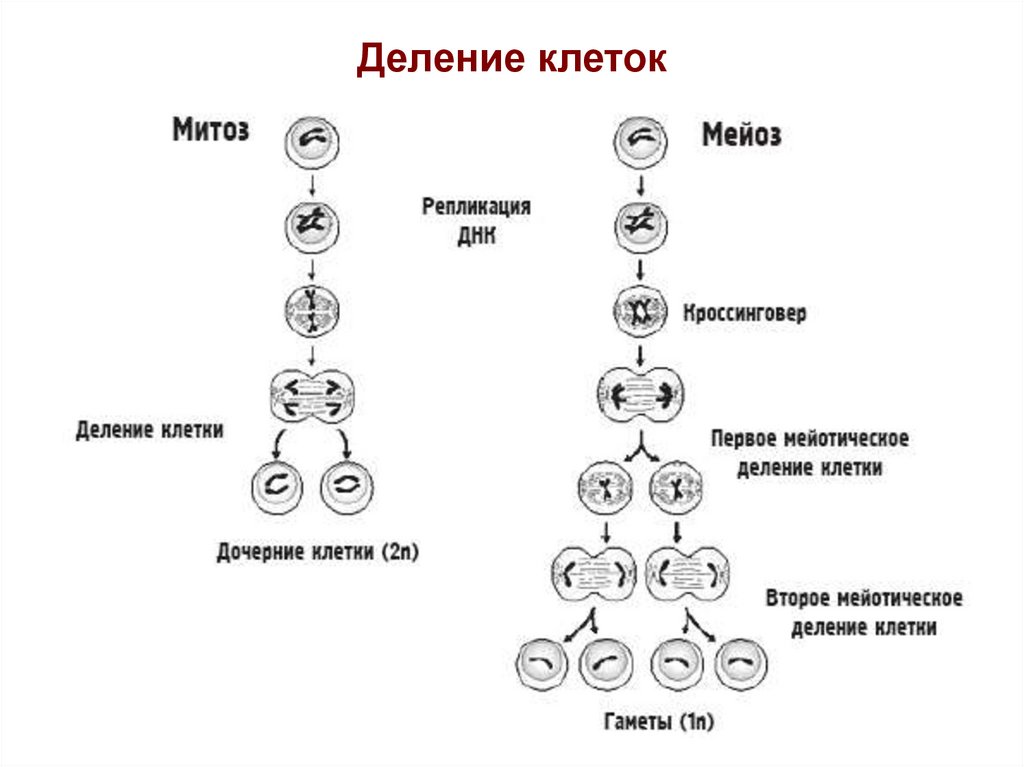 Деление родительской клетки. Схема деления клетки митоз и мейоз. Схема митоза и мейоза. Схемы фаз митоза и мейоза. Схема патологического митоза и мейоза.