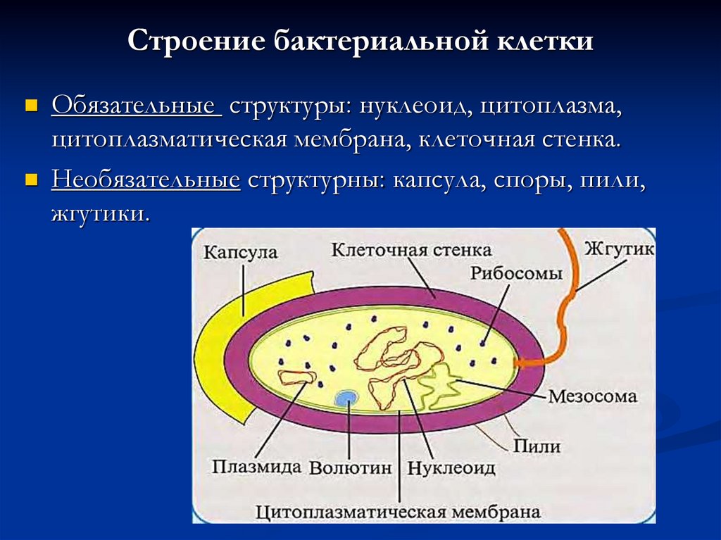 Споры прокариот. Структура бактериальной клетки. Структура строения бактериальной клетки. Строение органоидов бактериальной клетки микробиология. Строение бактерий форма бактерий.