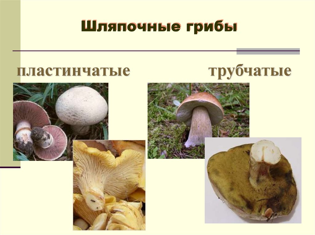 Различие пластинчатых и трубчатых грибов. Шляпочные и пластинчатые грибы. Грибы Шляпочные и трубчатые. Шампиньон трубчатый или пластинчатый гриб. Трубчатые и пластинчатые грибы 5 класс биология.