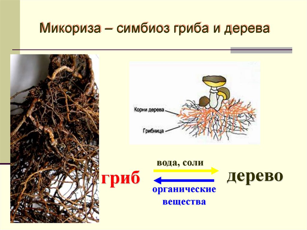 Шляпочный гриб и дерево. Микориза и симбионты. Микориза гриба. Строение гриба микориза. Шляпочные грибы микориза.