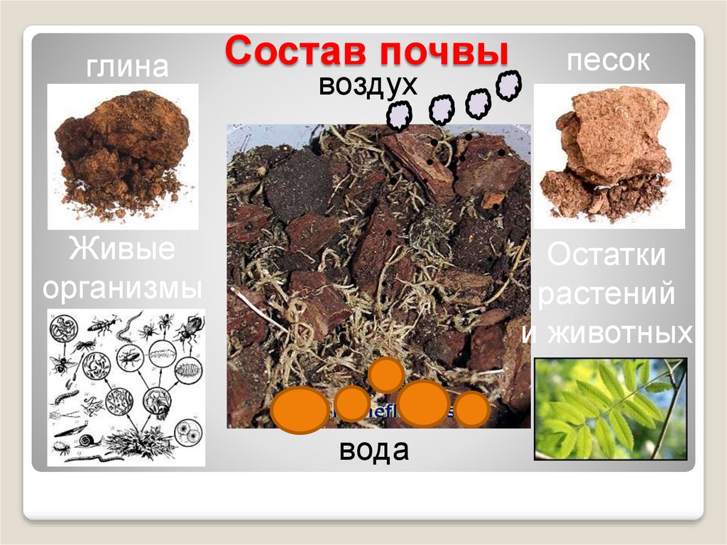 Какой состав имеет почва. Почвы России 4 класс окружающий мир. Почва презентация. Почва 4 класс презентация. Почва 4 класс окружающий мир.