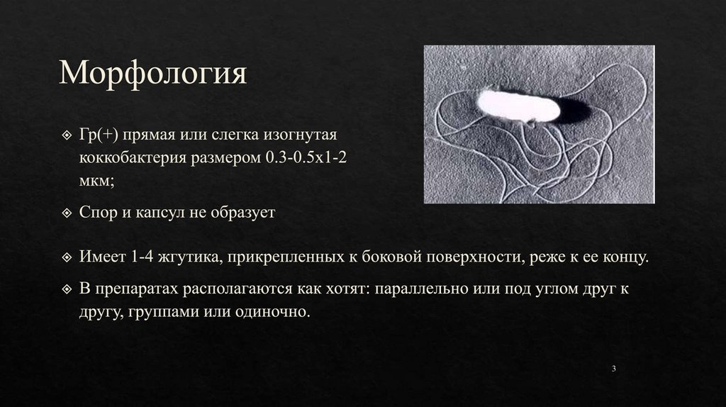 Презентация морфология 9 класс