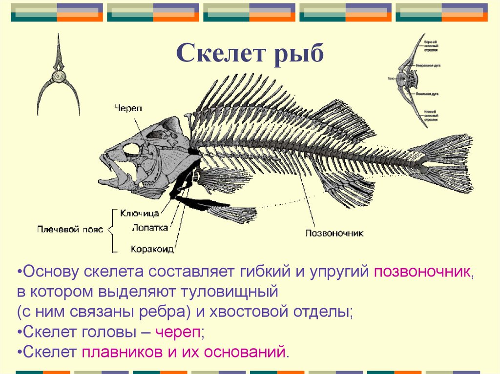 Внутренний скелет состоит из. Строение скелета костистой рыбы. Скелет костной рыбы 7 класс биология.