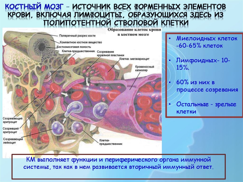 Полипотентная стволовая клетка костного мозга. В костном мозге отсутствуют. Атипичные лимфоциты в костном мозге. Монобласт в костном мозге.