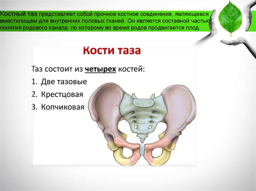 Таз с акушерской точки зрения. Таз с точки зрения акушерства. Акушерский таз строение. Строение женского таза с акушерской точки. Костный таз с акушерской точки зрения.