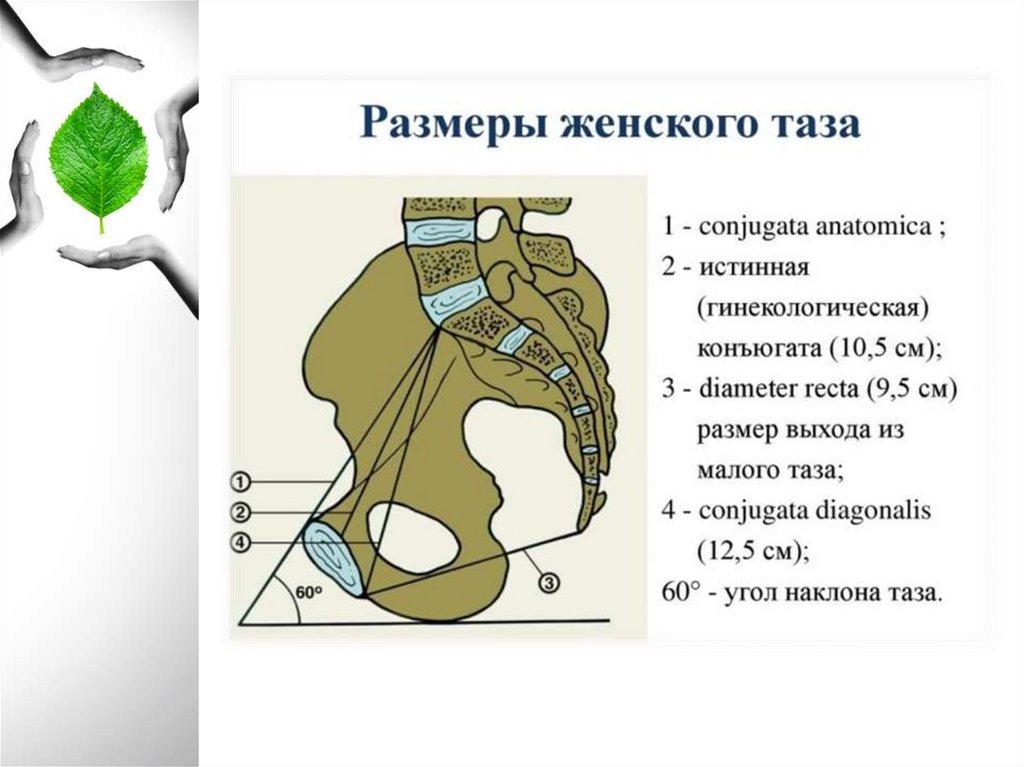 Размеры таза. Таз с акушерской точки зрения презентация. Таз с анатомической и акушерской точки зрения. Презентация игра по теме таз с акушерской точки зрения.