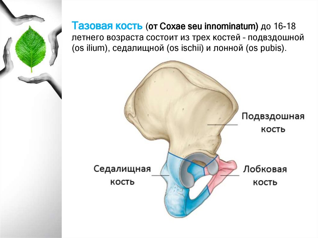 Таз с акушерской точки зрения