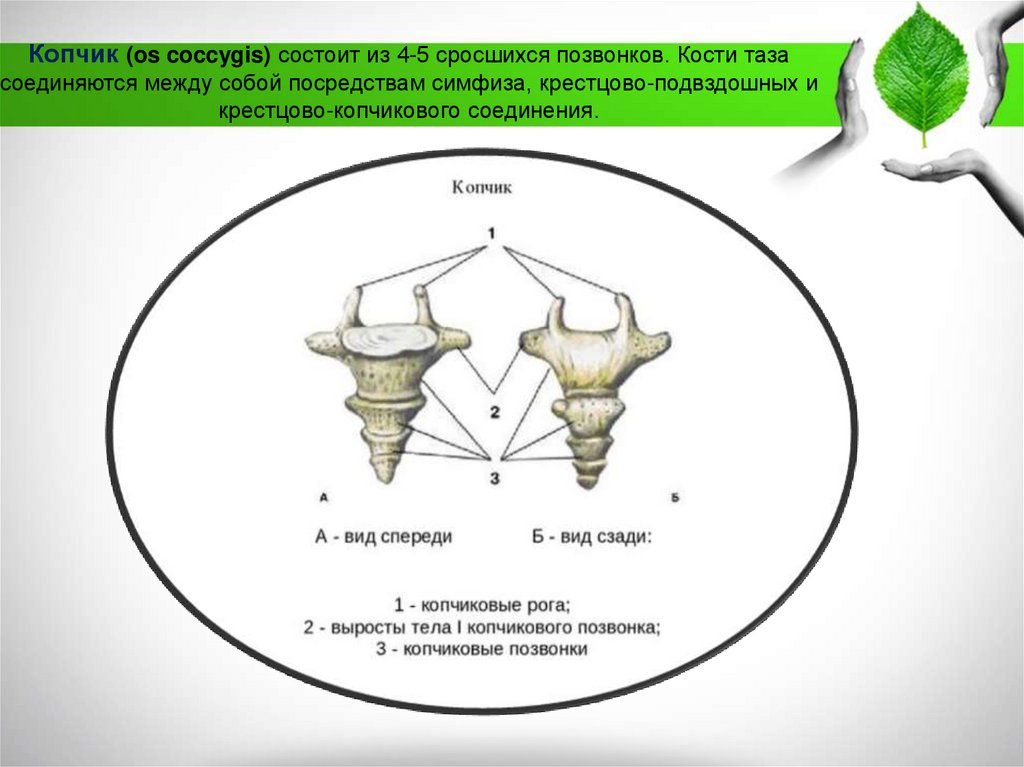 Копчик. Копчик Тип соединения. Сросшиеся позвонки. Копчиковая кость»-os coccȳg.