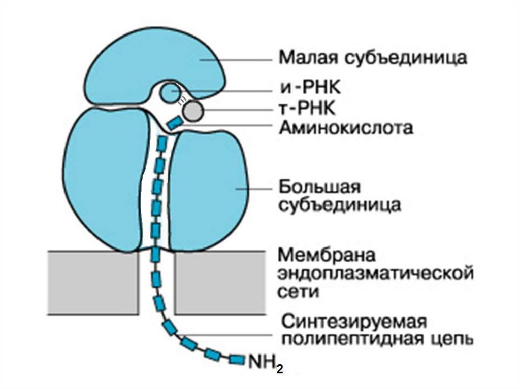 Рибосомы функции рисунок