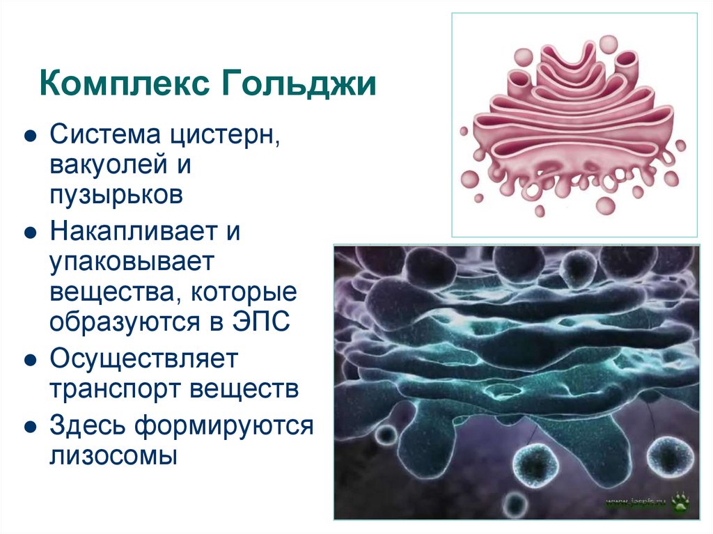 Митохондрии комплекс гольджи. Везикулы комплекс Гольджи. Вакуоли комплекс Гольджи лизосомы. Комплекс Гольджи у амебы. Система пузырьков комплекса Гольджи.