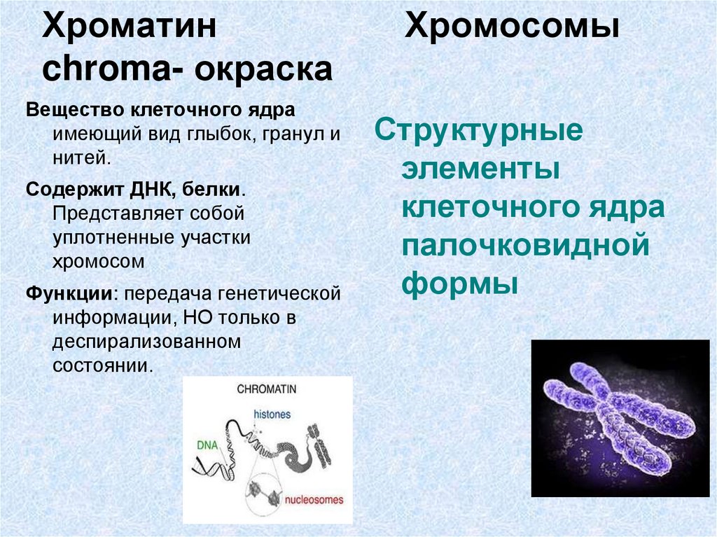 X хромосома какие. Строение клетки хроматин. Структура, функции и типы хроматина. Хромосомы хроматин строение и функции. Структура хроматина эукариотов.