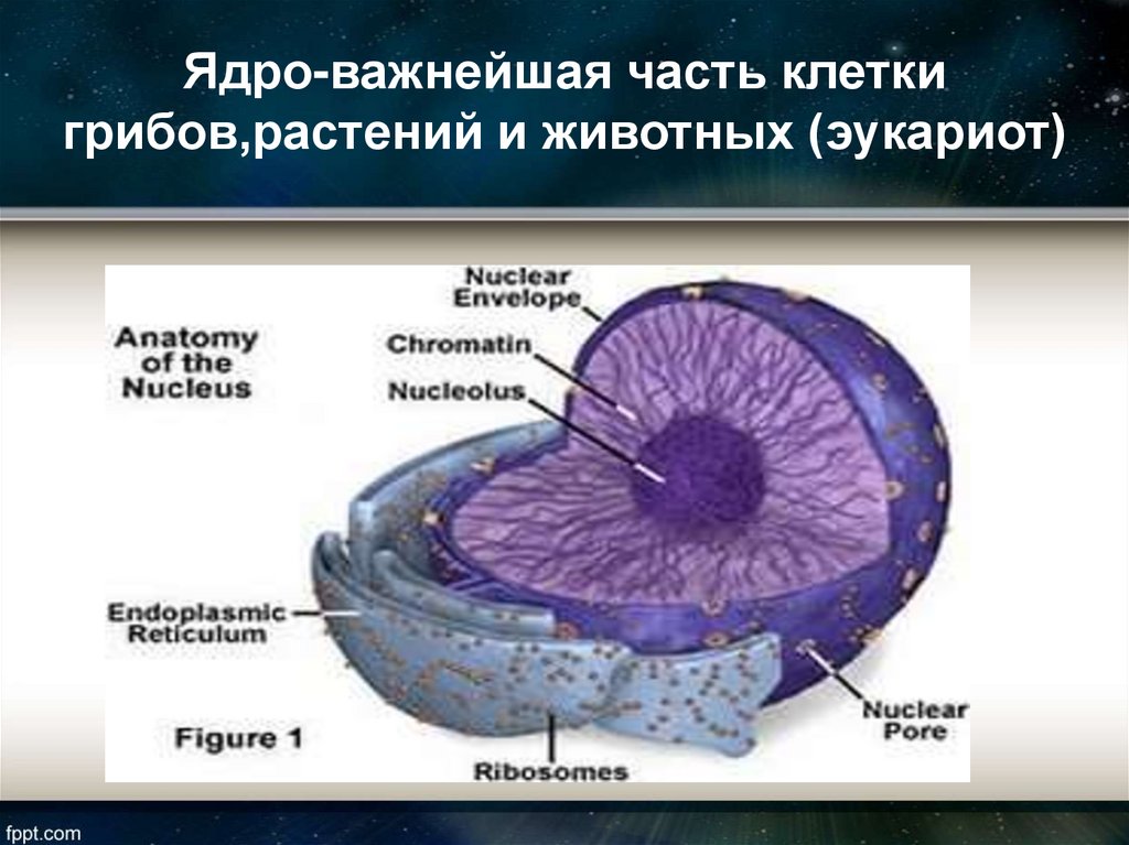 Что расположено в ядре клетки
