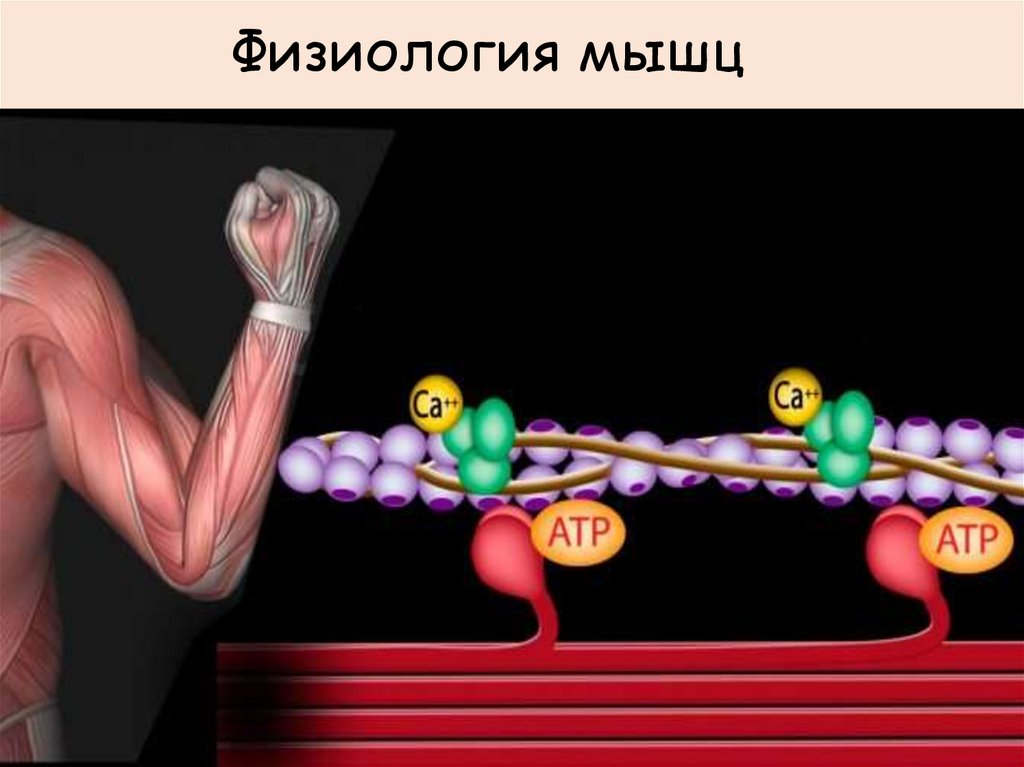 Физиология мышц