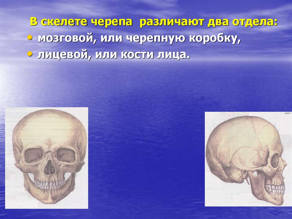 Лицевой скелет черепа. Мозговой отдел черепа. Скелет головы. Кости мозгового отдела черепа. Кости лицевого отдела черепа.
