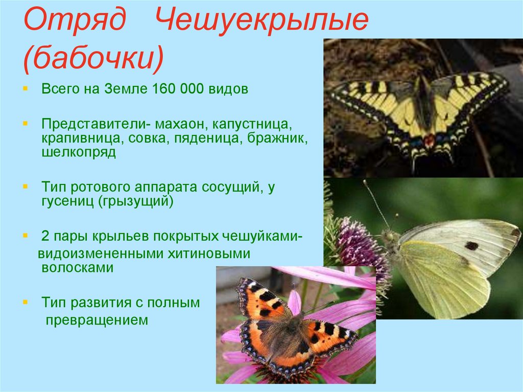 Отряд чешуекрылые представители Тип развития. Какой Тип развития имеет чешуекрылые. Виды бабочек пядениц.