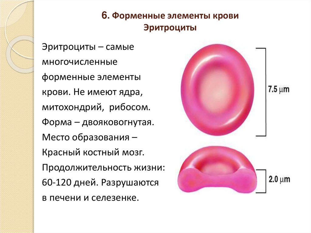 Цитоплазма эритроцитов человека. Форменные элементы крови двояковогнутой формы. Форма ядра эритроцита. Форменные элементы крови имеющие в клетках ядро- это. Эритроциты внешнее строение.