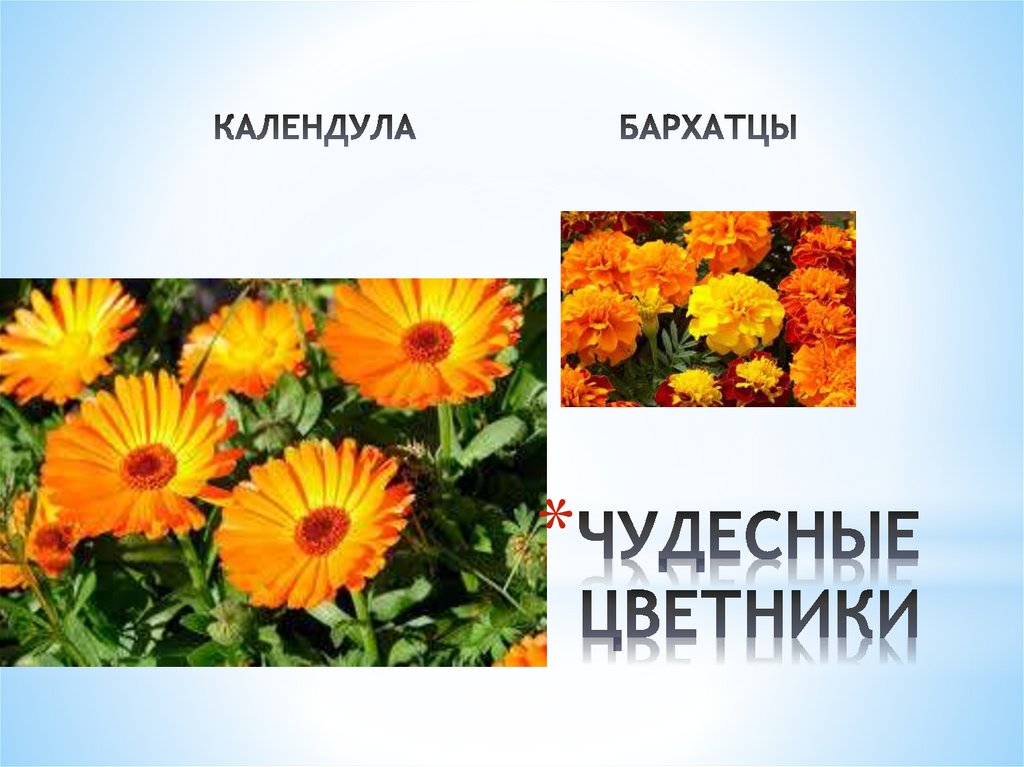 Чудесные цветники осенью 2 класс презентация. Окружающий мир чудесные цветники календула бархатцы. Презентация календула и бархатцы 7 класс школа 8 вида.