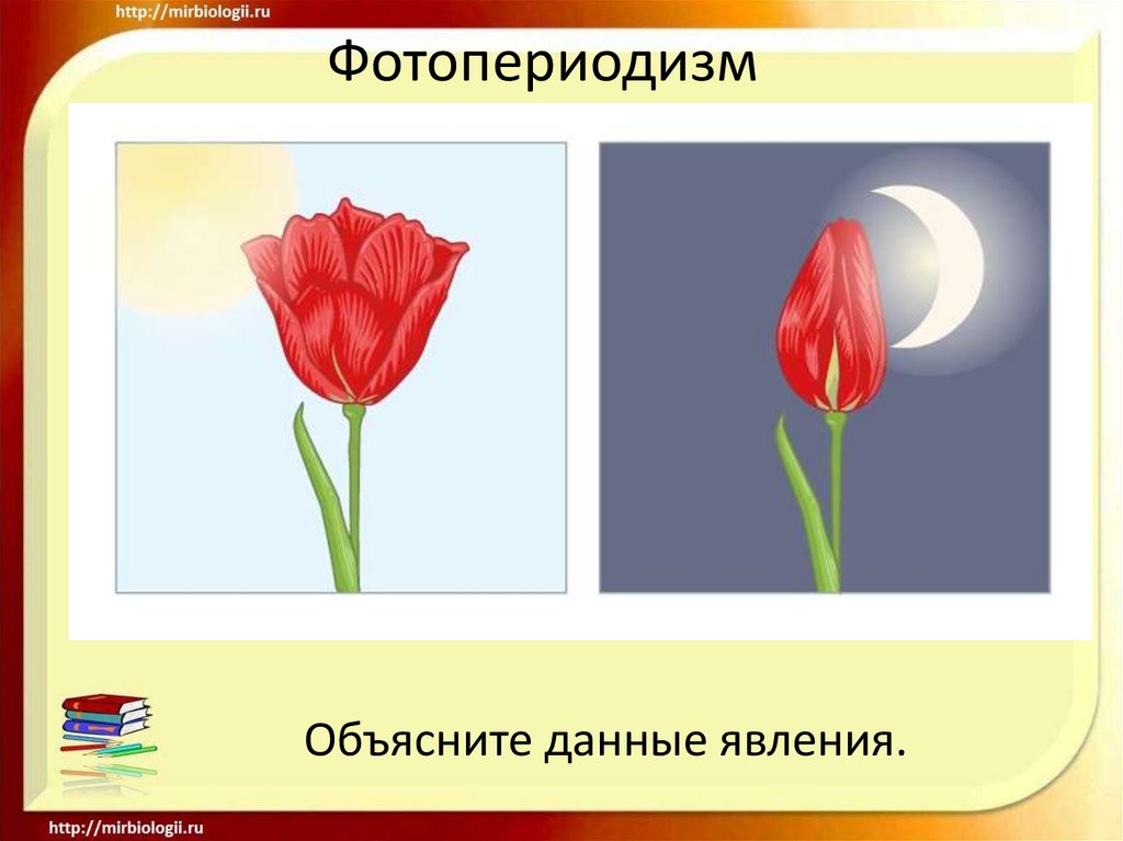 Фотопериодизм