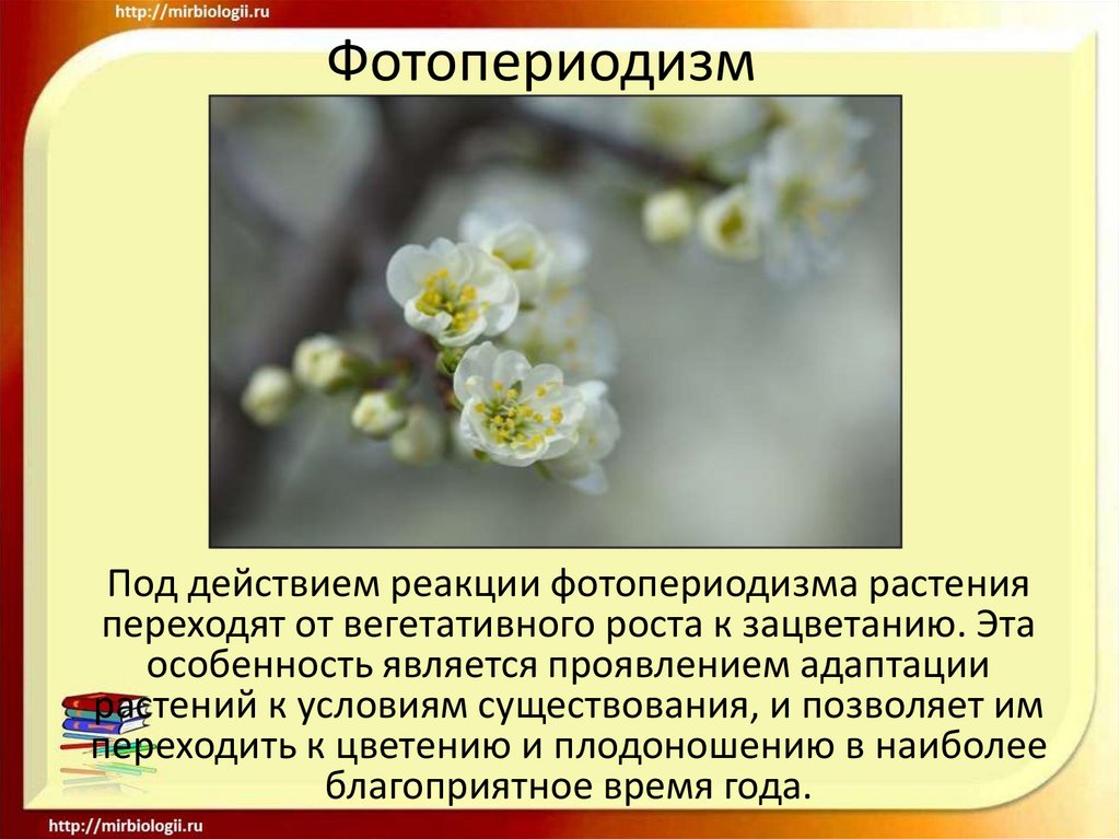 Фотопериодизм - презентация онлайн