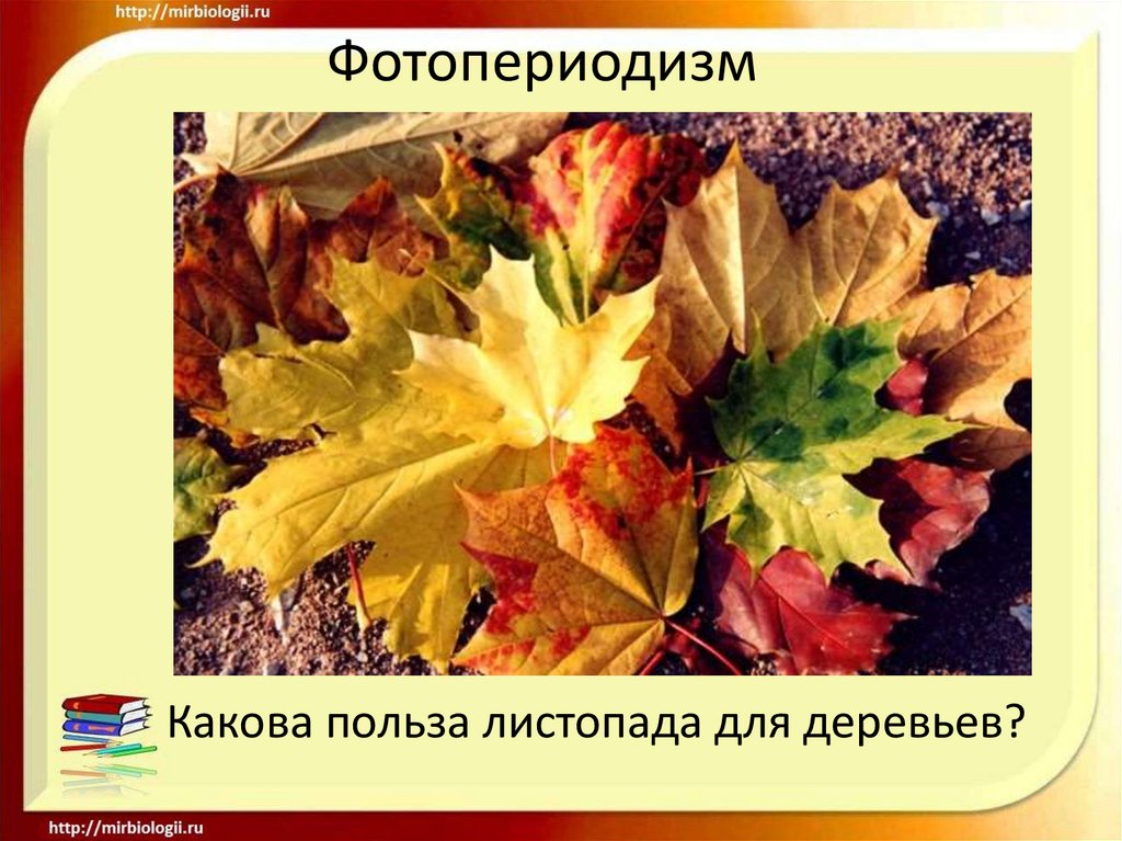 Фотопериодизм