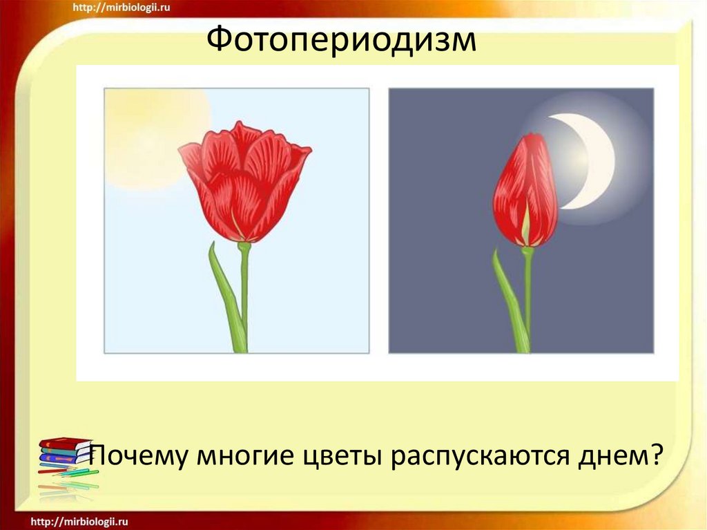 Фотопериодизм