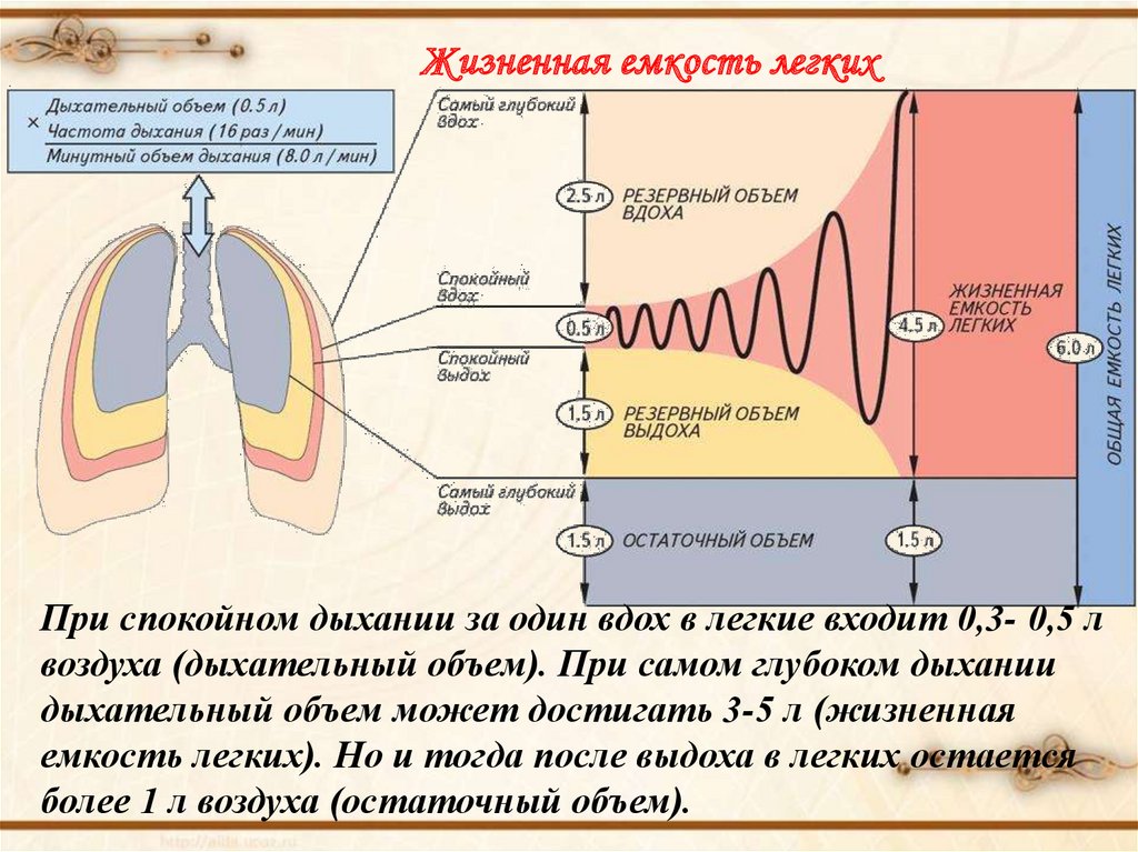 В физиологическом плане воздух необходим человеку для