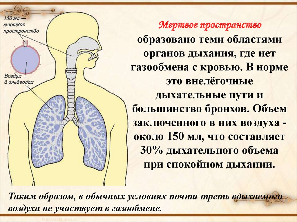 Органы дыхания и газообмен 7 класс презентация