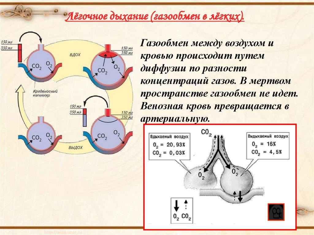 Какой процесс изображен на рисунке газообмен в легких