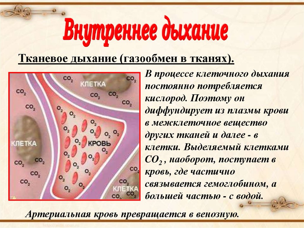 Презентация легкие газообмен в легких и других тканях 8 класс