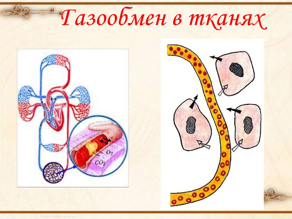 Газообмен в тканях. Газообмен 8 класс биология. Газообмен в тканях рисунок. Газообмен в легких и тканях рисунок.