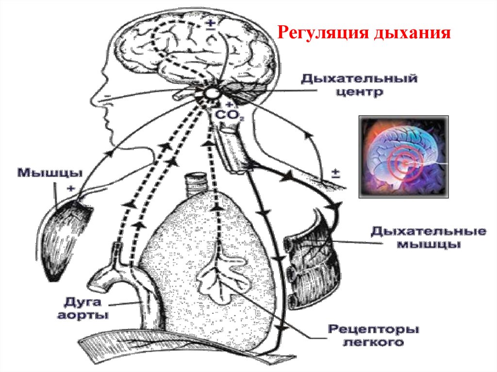 На рисунке изображена схема регуляции дыхания человека какое