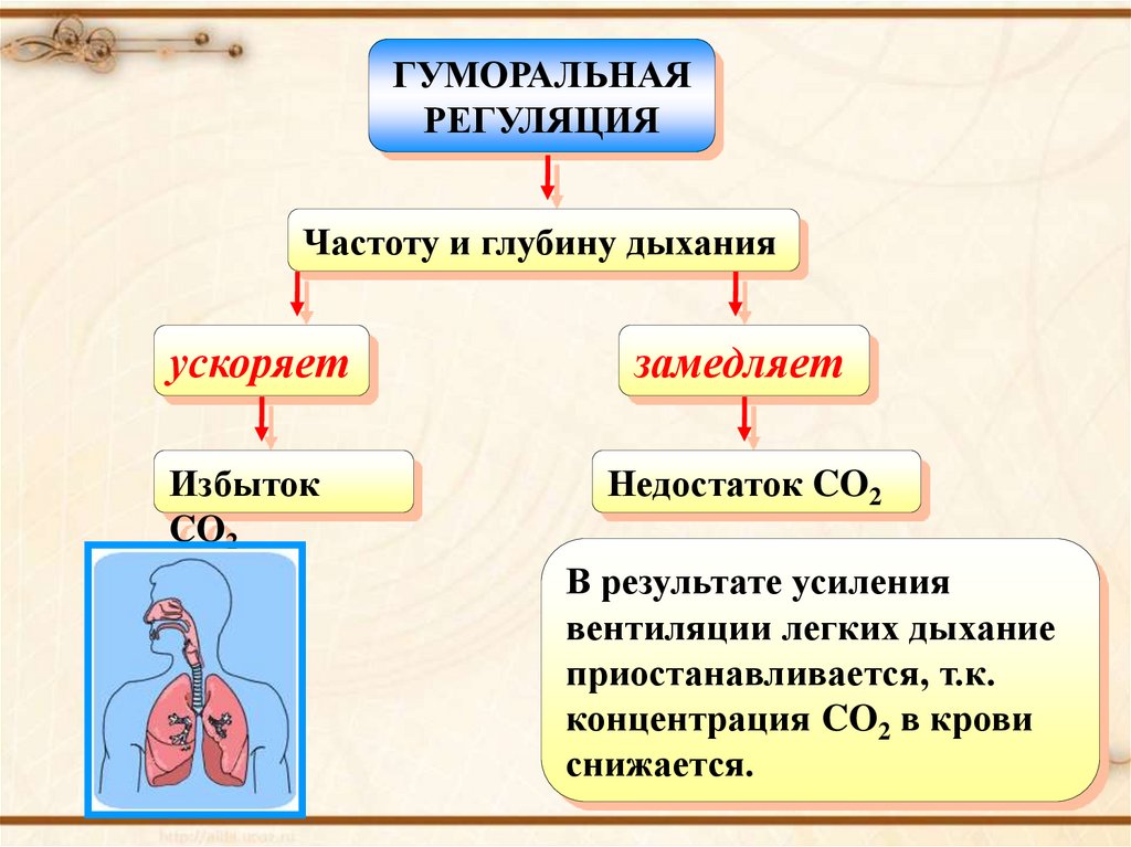 Регуляция дыхания. Гуморальная регуляция дыхания гуморальная. Гуморальная регуляция дыхания схема. Нейрогуморальная регуляция дыхания и ее цель. Гуморальная регуляция дыхания 8 класс.