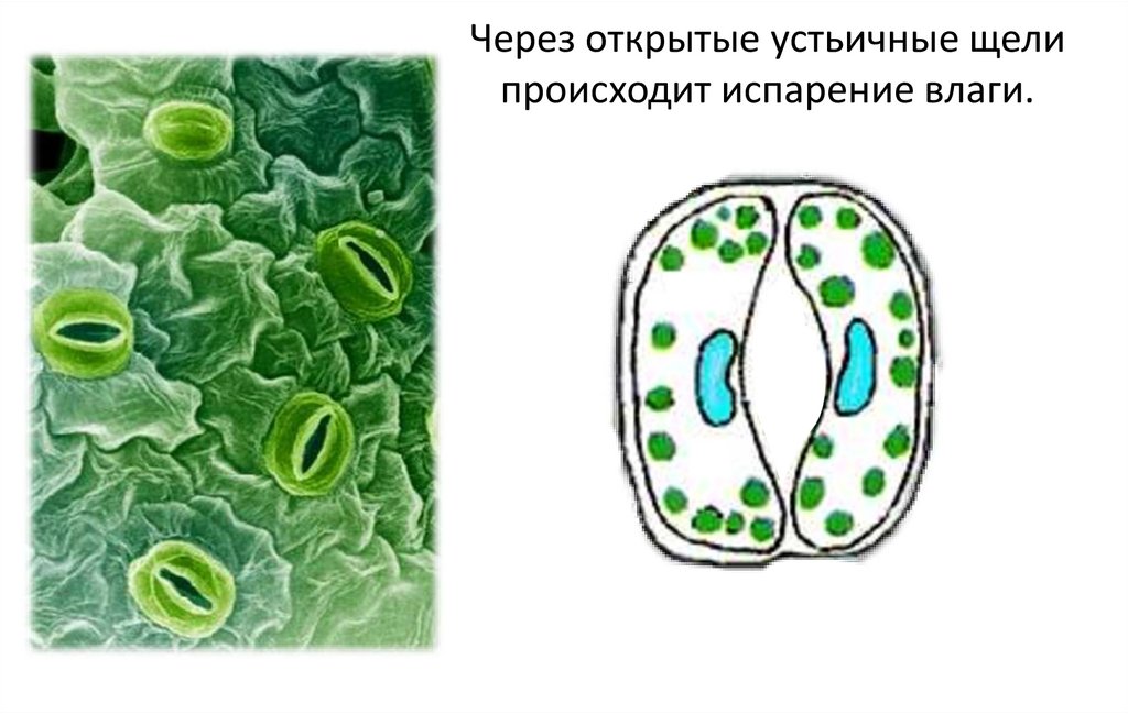 Какой набор хромосом имеет устьичная клетка липы