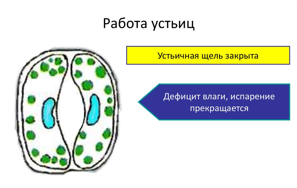 Работа устьиц