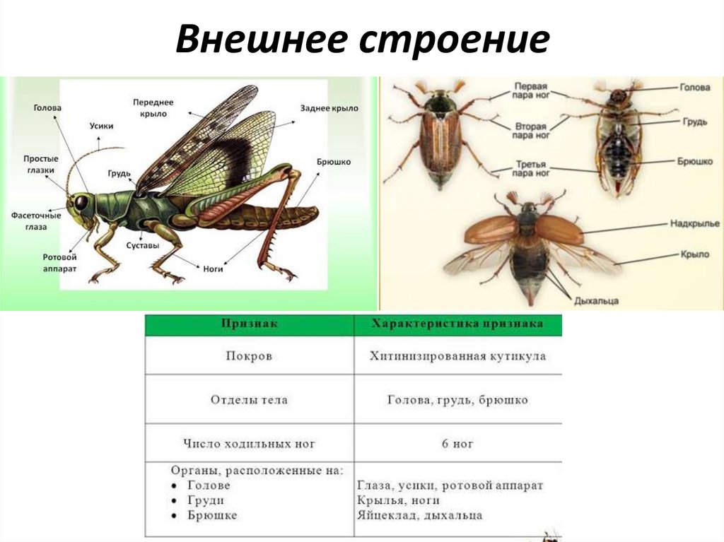 Представители отряда. Перепончатокрылые Тип конечностей. Внешнее строение перепончатокрылых. Отряд Перепончатокрылые внешнее строение. Перепончатокрылые ротовой аппарат.