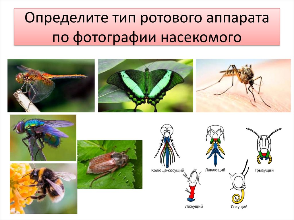 Представители отряда. Ротовой аппарат у отряд Перепончатокрылые представители. Тип ротового аппарата у перепончатокрылых. Перепончатокрылые переносчики заболеваний. Ротовой аппарат перепончатокрылых строение.