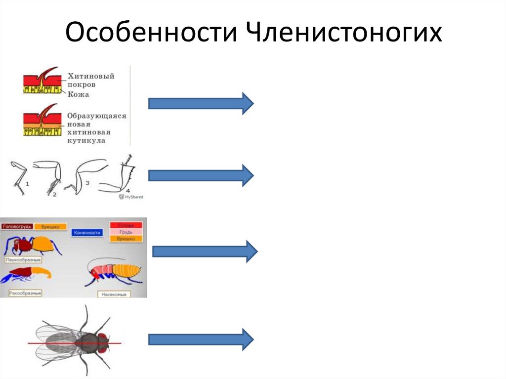 Проверочная по членистоногим 7 класс биология