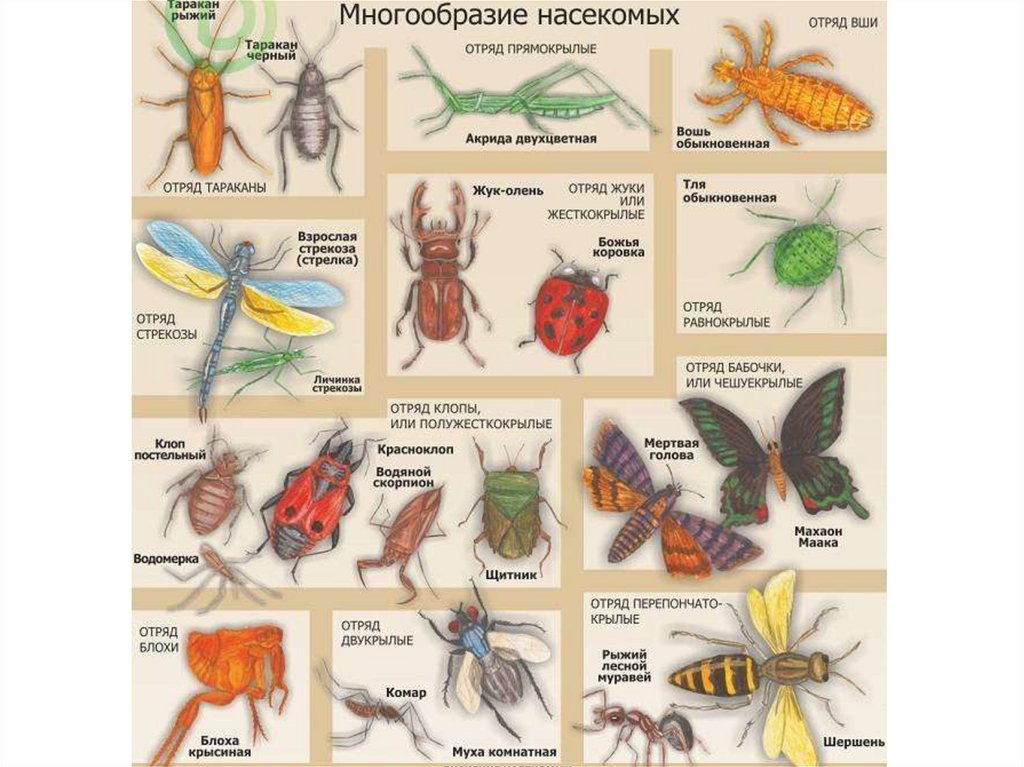 Виды насекомые список. Многообразие насекомых. Представители класса насекомые. Класс насекомые многообразие. Отряды насекомых схема.