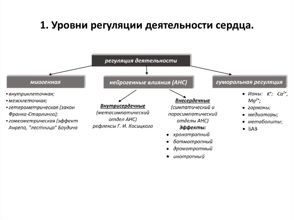 Миогенная регуляция сердечной деятельности