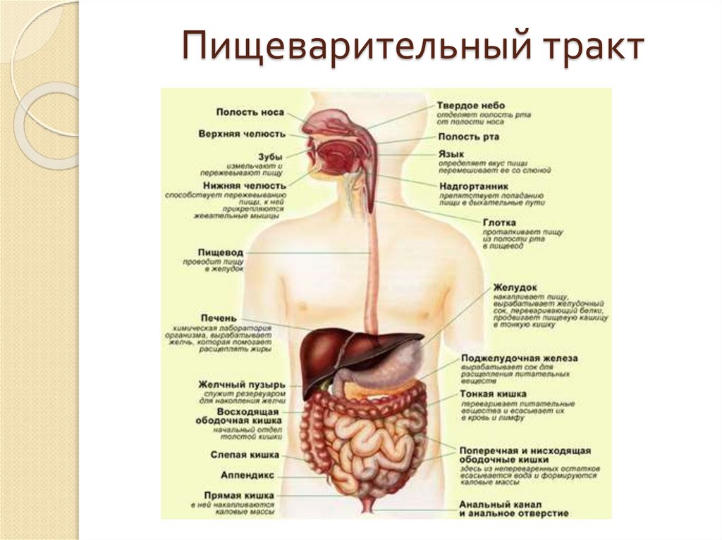 Назови органы пищеварения. Пищеварительная система человека строение и функции. Анатомия человека органы пищеварения. Функции органов пищеварительного тракта. Отделы пищеварительной системы человека схема.
