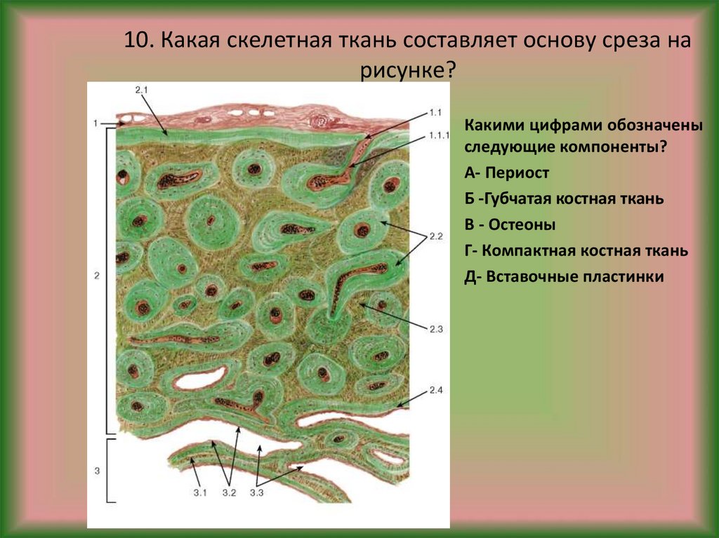 Какими цифрами обозначены изображения соединительной ткани