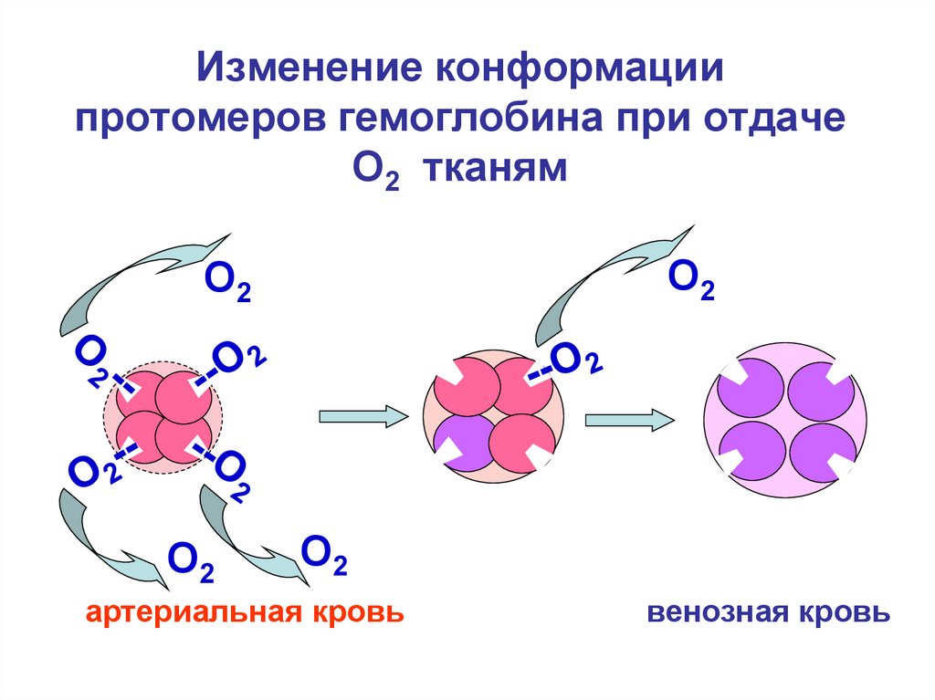 Изменение конформации белка. Кооперативные изменения конформации гемоглобина. Кооперативные изменения конформации протомеров гемоглобина. Кооперативное взаимодействие протомеров гемоглобина. Кооперативные изменения конформации.