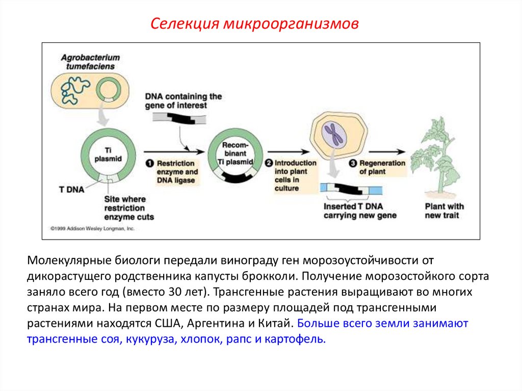 Схема создания бактериальных клеток способных синтезировать инсулин