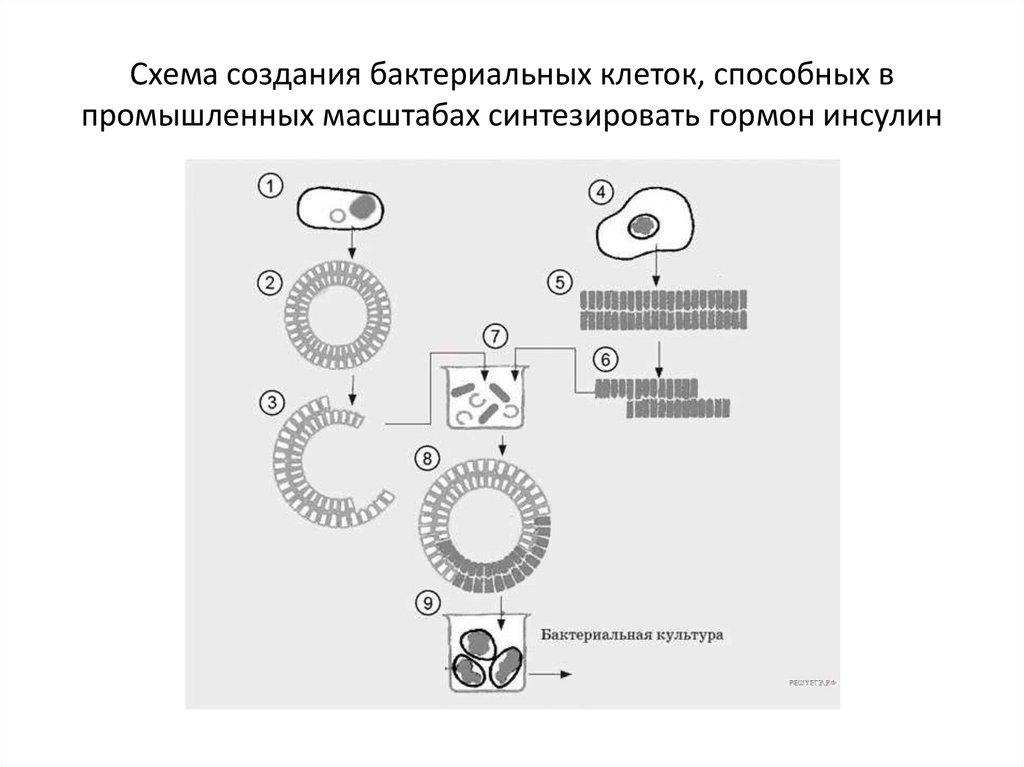 Схема получения инсулина