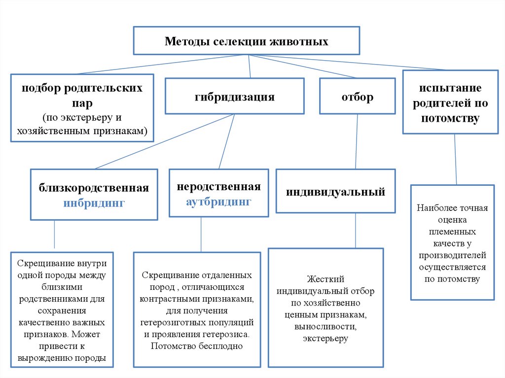 Презентация методы селекции растений и животных 9 класс