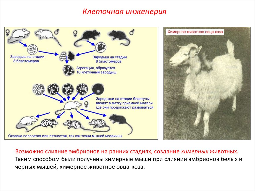 Методы клеточной инженерии в селекции. Методы селекции клеточная инженерия. Методы селекции клеточная инженерия примеры. Метод селекции клеточная инженерия микроорганизмы. Клеточнаяная инженерия.