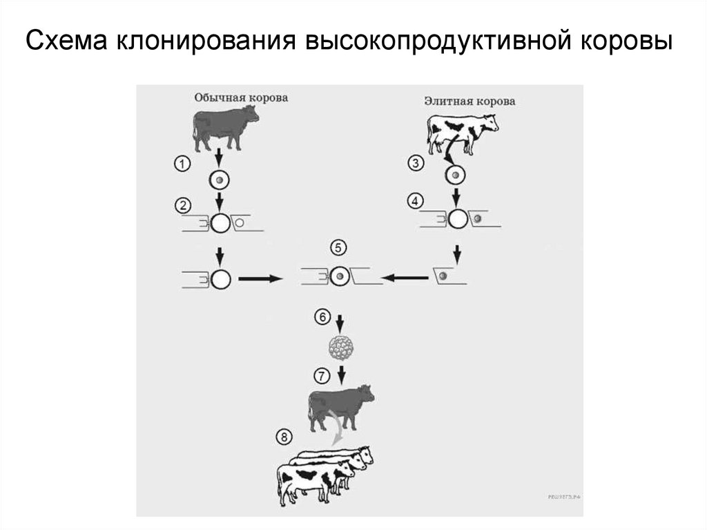 Высоко продуктивная. Схема клонирования высокопродуктивной коровы. Схема клонирования. Простая схема клонирование в размножении.