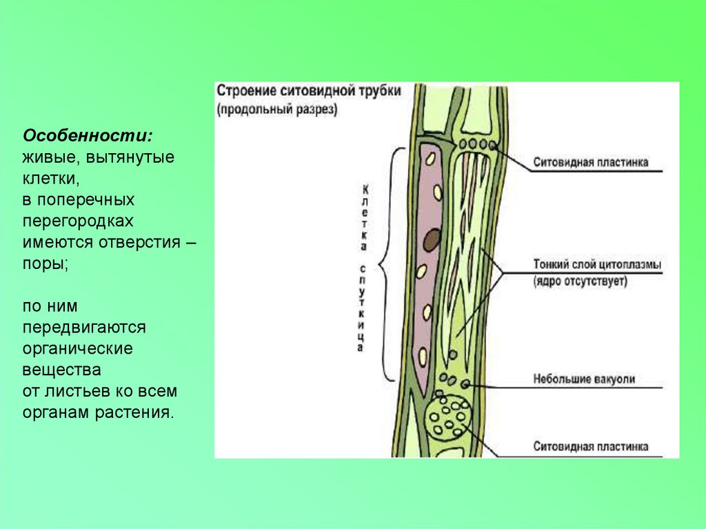 Ситовидные трубки в корнях растений