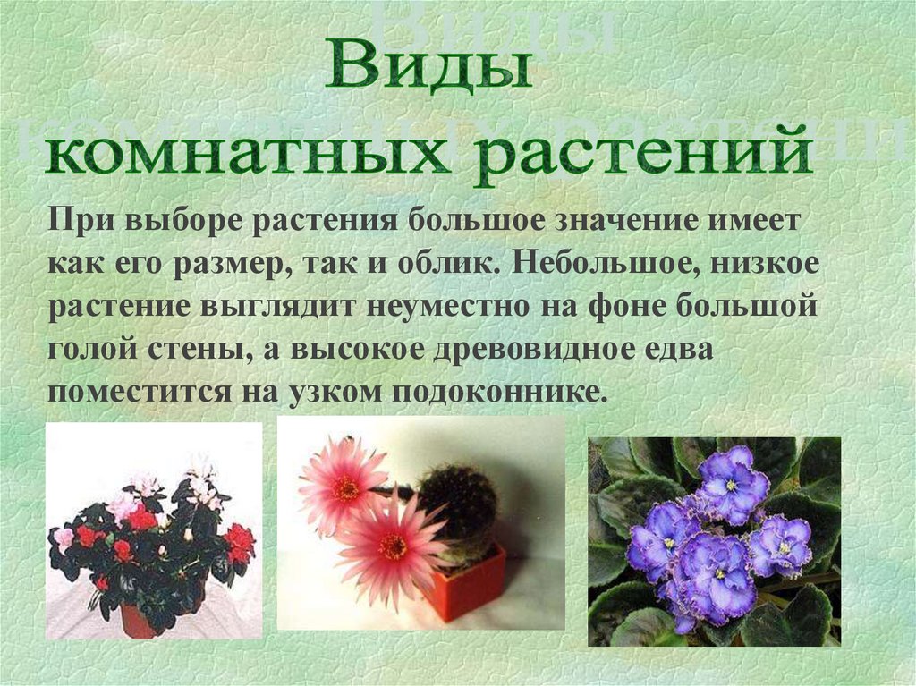 Сообщение на тему виды. Комнатные цветы презентация. Проект комнатные цветы презентация. Презентации на тему комнатный цветок. Проект на тему цветы.